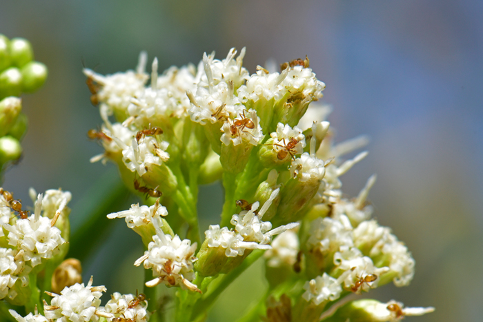 Seepwillow has creamy white flowers tinged with pink or red and a fuzzy characteristic about them. This species is recognized by pollination ecologists as attracting large numbers of native bees and a multitude of other small insects. Note the native Southern Fire Ants (Solenopsis xyloni) in the photo. Baccharis salicifolia